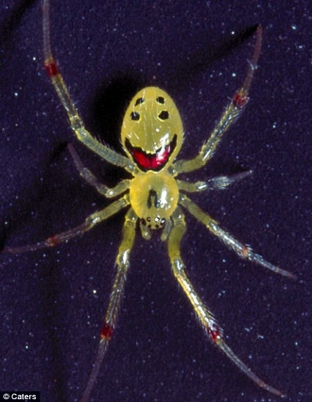 happy face spider hawaii. Meet the happy-faced spider